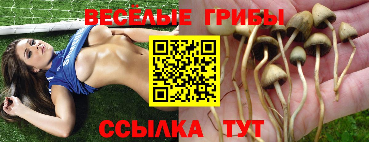 Псилоцибиновые грибы прущие грибы  Вход с VPN  Галлюциногенные грибы Psilocybe  Асбест 